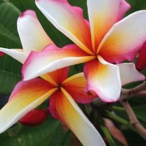 Meet your Posher, Bree ann